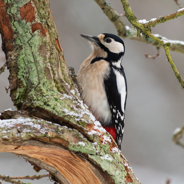 Great spotted woodpecker